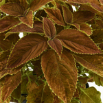 Coleus Rustic Orange